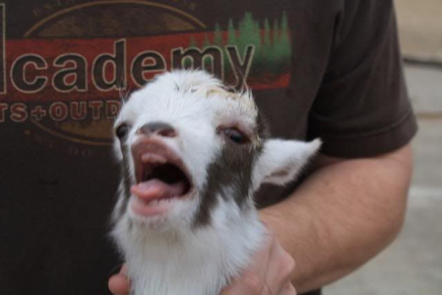 Swollen face - Goats