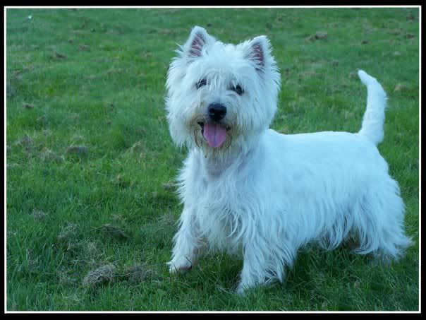 traditional westie haircut