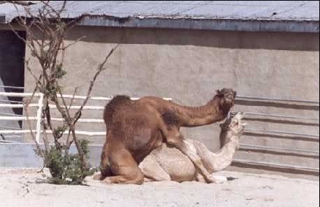 camelsex1.jpg