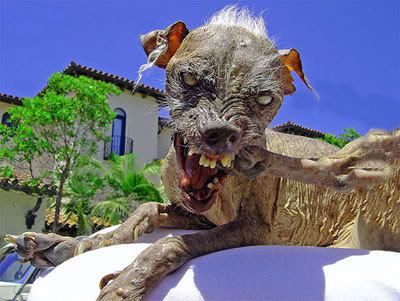 ugly_dog2.jpg image by saccotrans2000