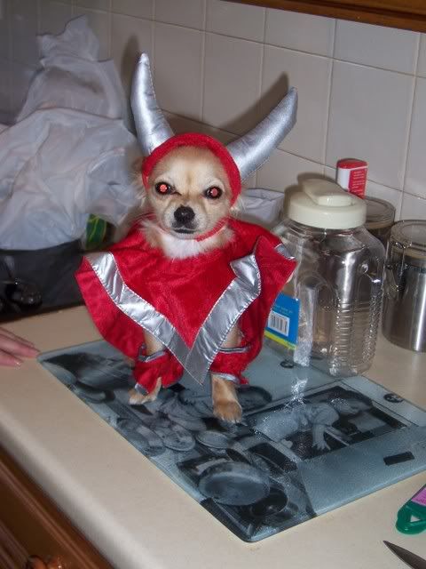 Devil Chihuahua