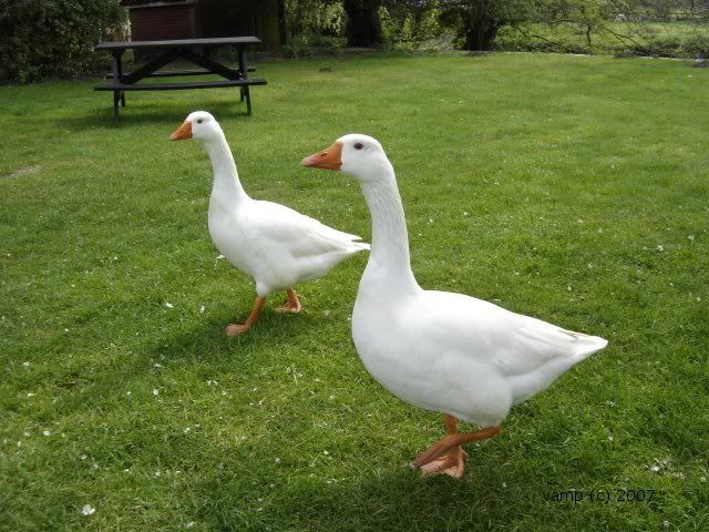 2geese.jpg