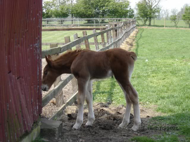 foal.jpg