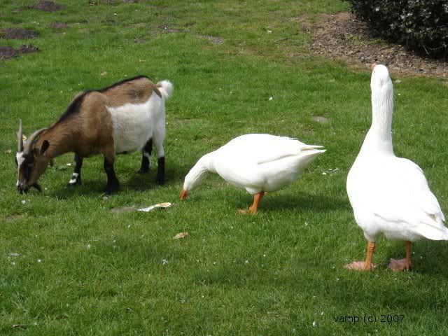 goatgeese.jpg