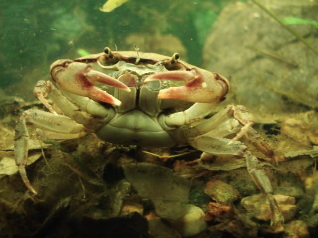 crab5.jpg