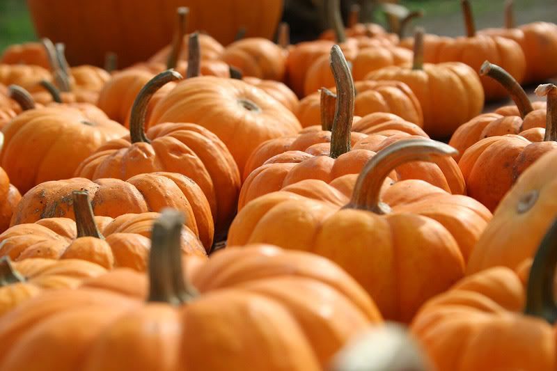 pumpkins Pictures, Images and Photos