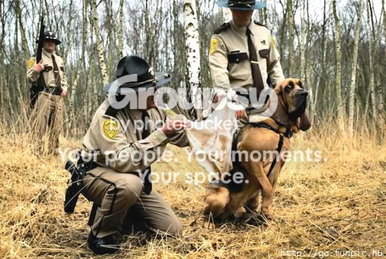 Bloodhound