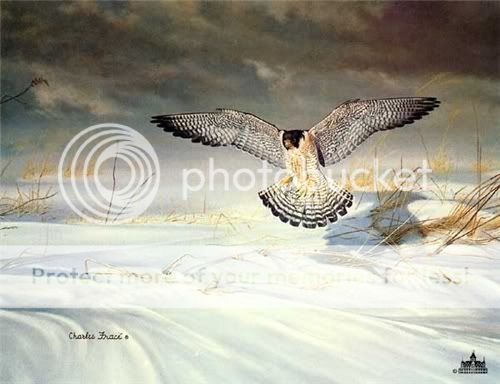 Charles Frace print Kings Favorite Peregrine falcon  