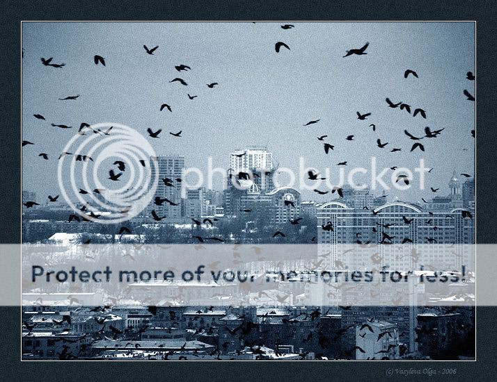 вороны над домом. птицы над городом. оден скотт "стая воронов". вороны летают над городом.