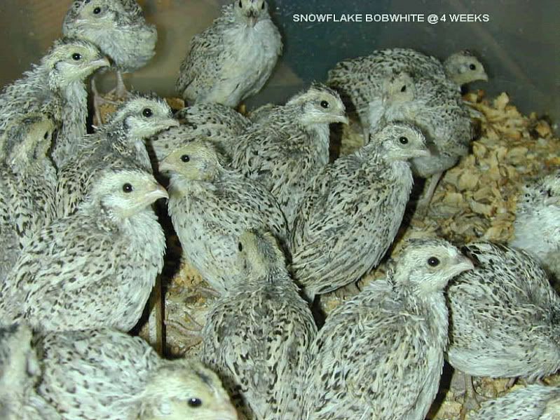 15+ SNOWFLAKE BOBWHITE QUAIL HATCHING EGGS - NPIP