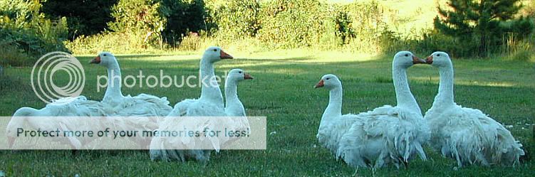 WHITE SEBASTOPOL GOOSE HATCHING EGGS (NOT A PRESALE)  