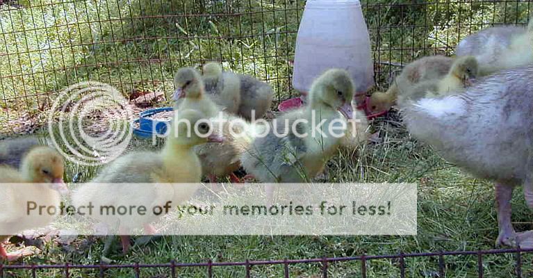 WHITE SEBASTOPOL GEESE EGGS(NOT A PRESALE)  