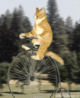 http://i110.photobucket.com/albums/n112/BULSON/cat-riding-bike.gif