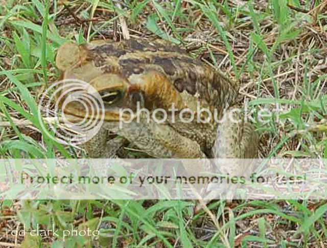 Suriname Giant Bufo Marinus Toads. | Reptile Forums