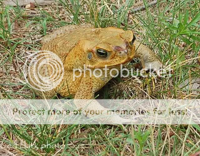 Suriname Giant Bufo Marinus Toads. - Reptile Forums