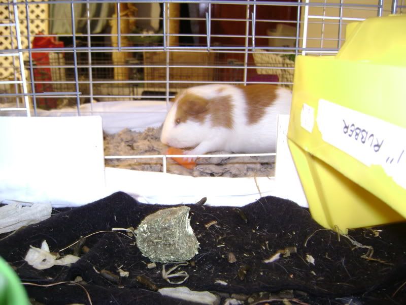 DSC02265.jpg
